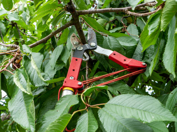 The-Benefits-of-Tree-Pruning-Randburg