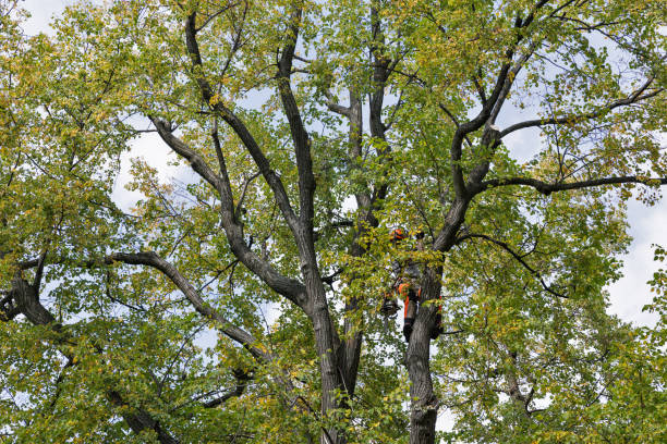 Tree Removal Randburg