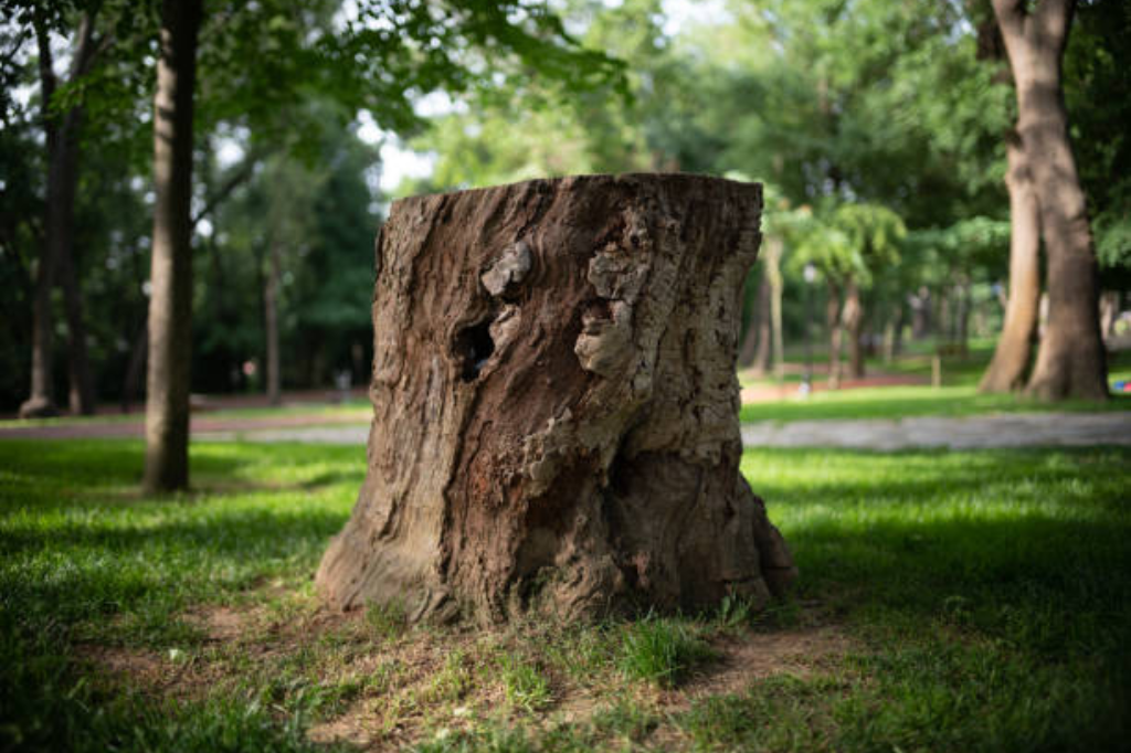 Stump-Removal-Randburg