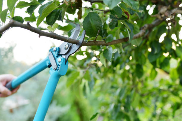 Tree Care Tips For Randburg Residents