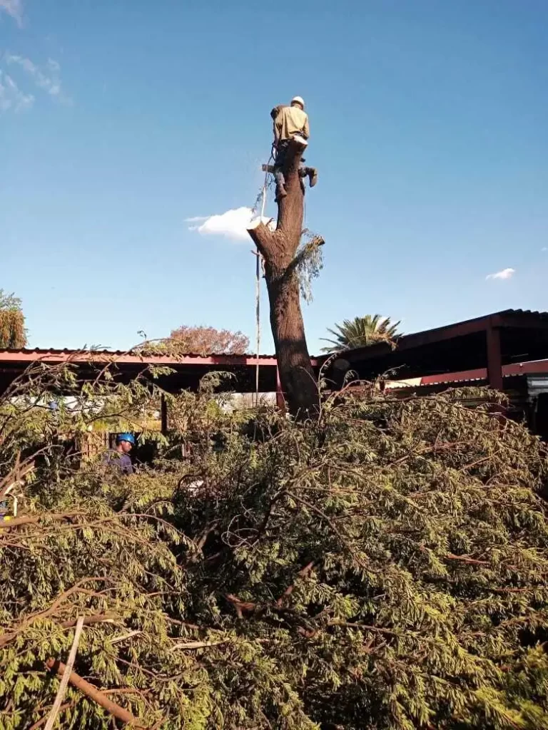 Tree Cutting Randburg