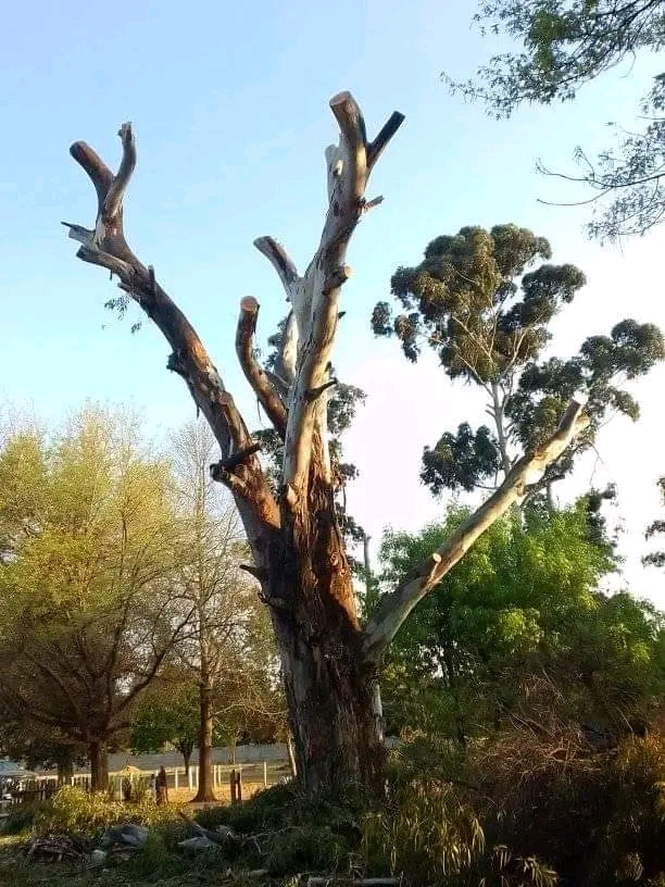 Tree Felling Randburg