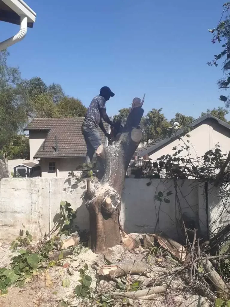 Tree Removal Randburg