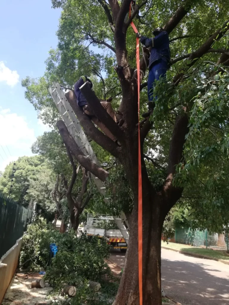 Tree Service Randburg